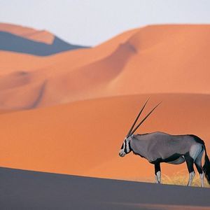 Meet your Posher, Craig